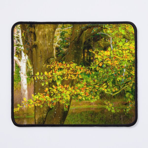 Item preview, Autumnal colours of beech woodland designed and sold by Dalyndigital Photography.