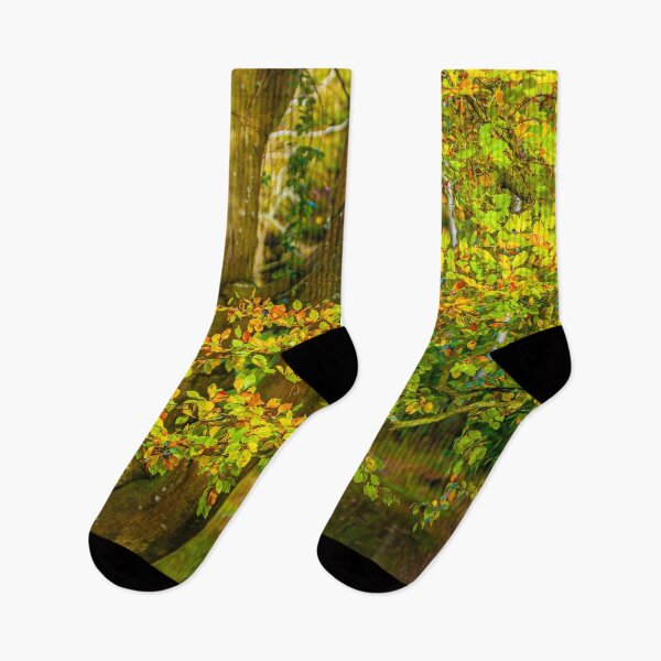 Item preview, Autumnal colours of beech woodland designed and sold by Dalyndigital Photography.