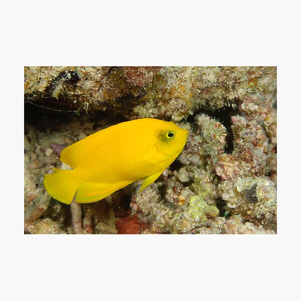 Herald's Angelfish Photographic Print