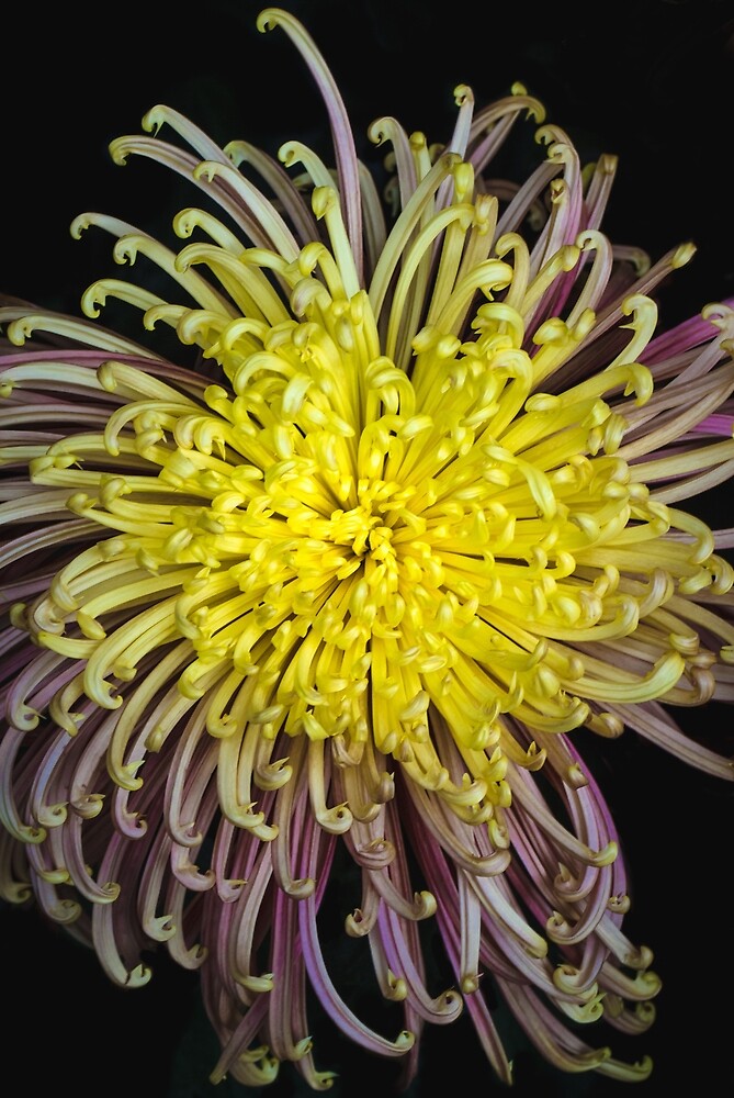 "Was gonna tell you all a joke about a hair dryer but it totally blows