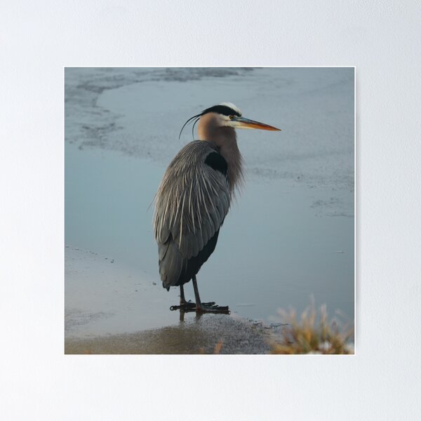Item preview, Great Blue Heron on Ice, Blackwater Wildlife Refuge Maryland designed and sold by CMFAstudio.