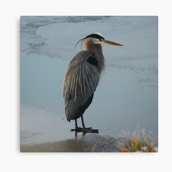 Item preview, Great Blue Heron on Ice, Blackwater Wildlife Refuge Maryland designed and sold by CMFAstudio.