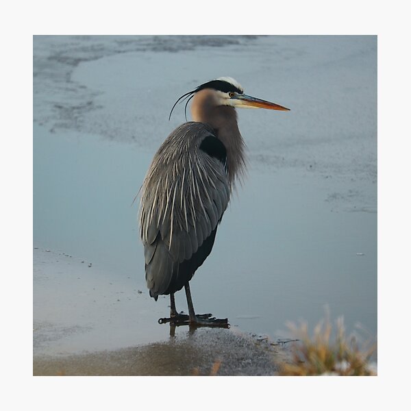 Item preview, Great Blue Heron on Ice, Blackwater Wildlife Refuge Maryland designed and sold by CMFAstudio.