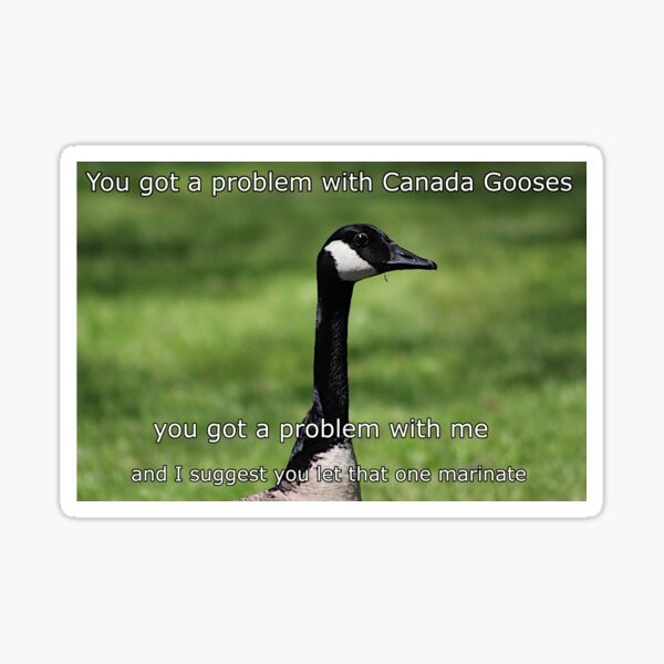 Canada goose shop quote quiz