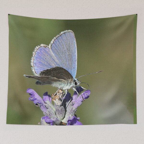Item preview, vr 3271 / finition 2023 - 7   Papillon   Okaio Créations  Olavia-Olao designed and sold by o.okaïo.