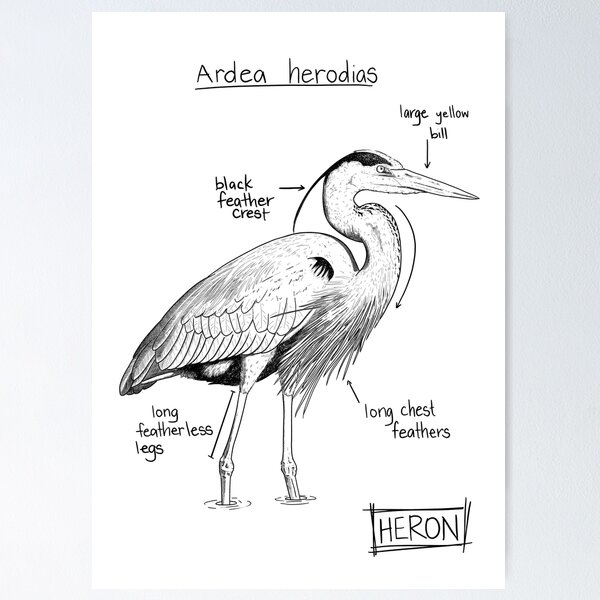 Item preview, Great Blue Heron Journal Sketch designed and sold by SarehPuetz.