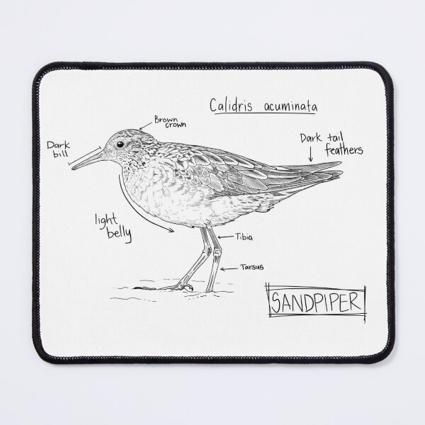 Item preview, Sandpiper Journal Sketch designed and sold by SarehPuetz.