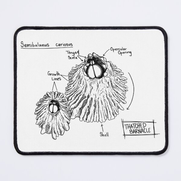 Item preview, Thatched Barnacle Journal Sketch designed and sold by SarehPuetz.