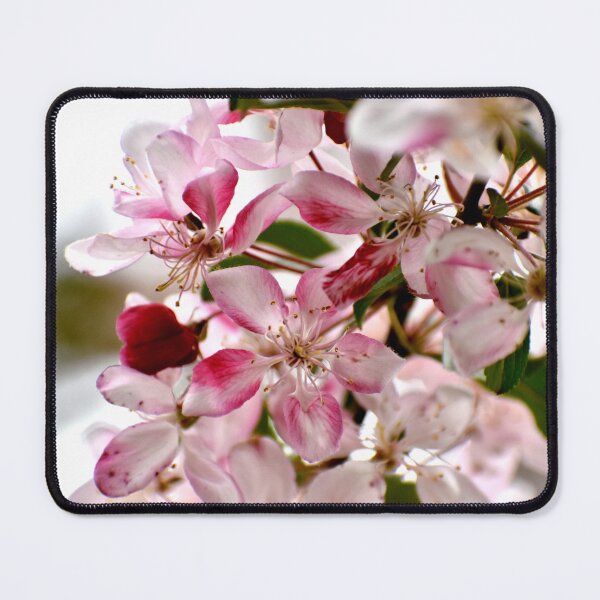 Item preview, Cherry Blossoms designed and sold by athousandwordss.