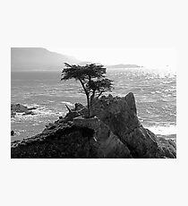 Lone Cypress--Monterey California Photographic Print