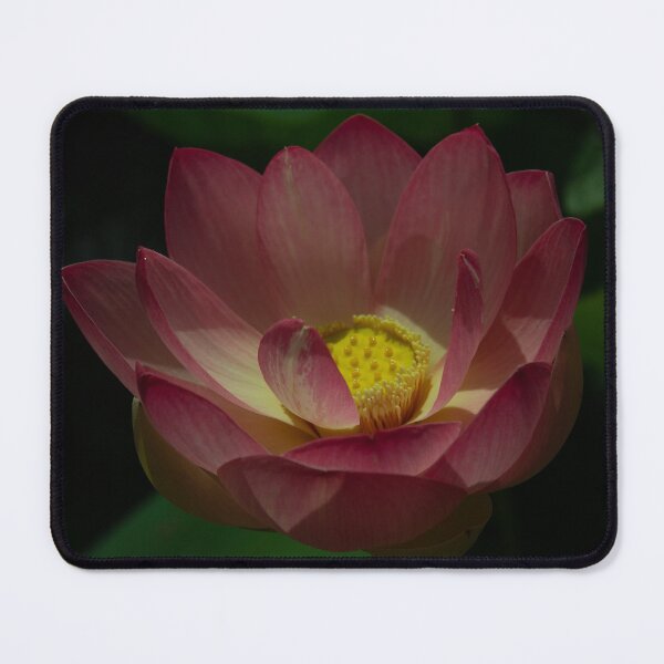 Item preview, Pretty Pink Lotus Flower designed and sold by Linda Sijpkes.