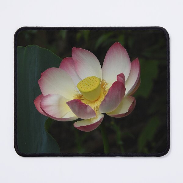 Item preview, Pink & White Lotus Flower designed and sold by Linda Sijpkes.