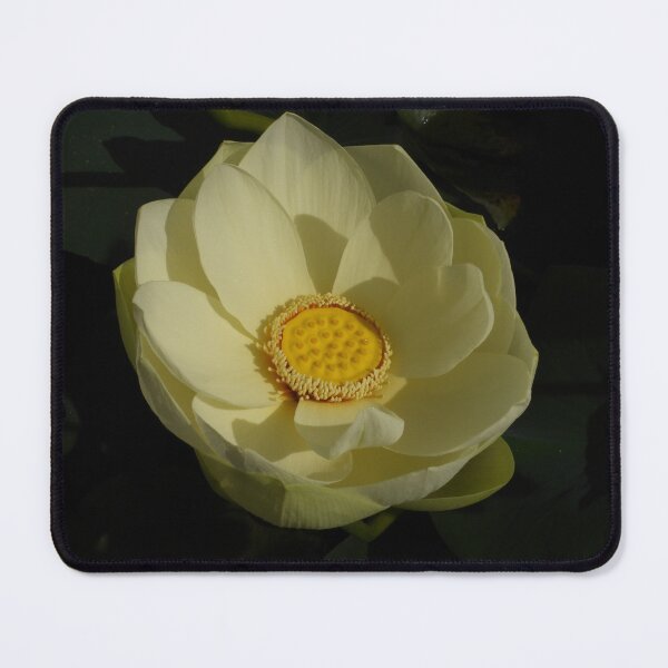 Item preview, Cream White Lotus Flower designed and sold by Linda Sijpkes.