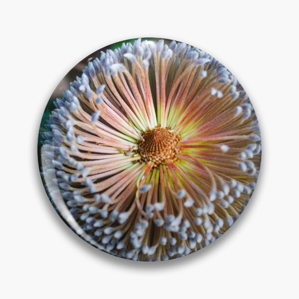Item preview, Banksia serrata Flower designed and sold by Linda Sijpkes.
