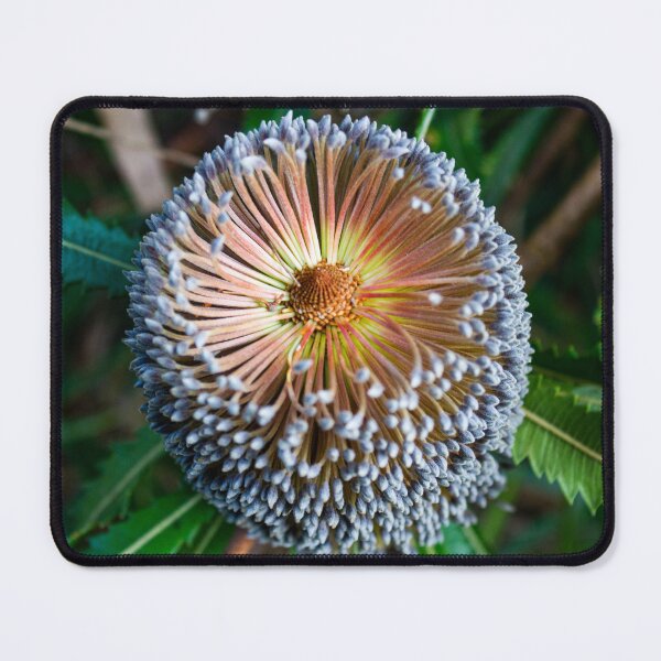 Item preview, Banksia serrata Flower designed and sold by Linda Sijpkes.