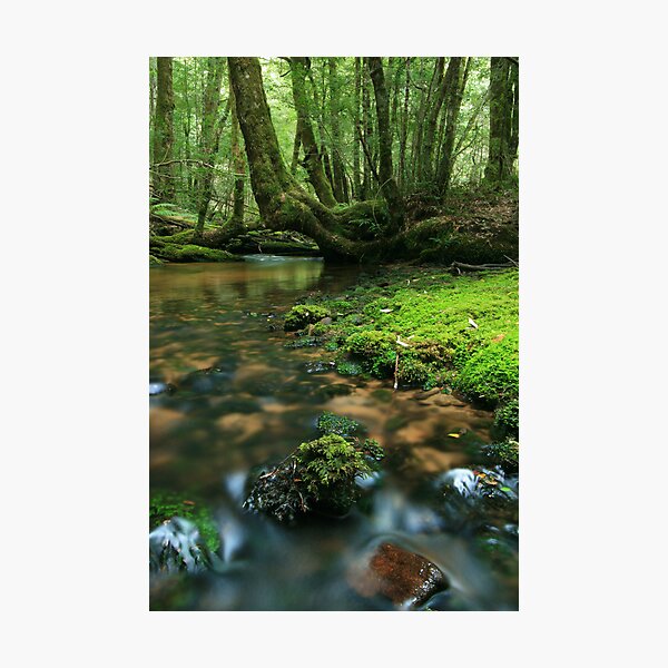 The promise Photographic Print