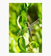 Dragonfly Photographic Print