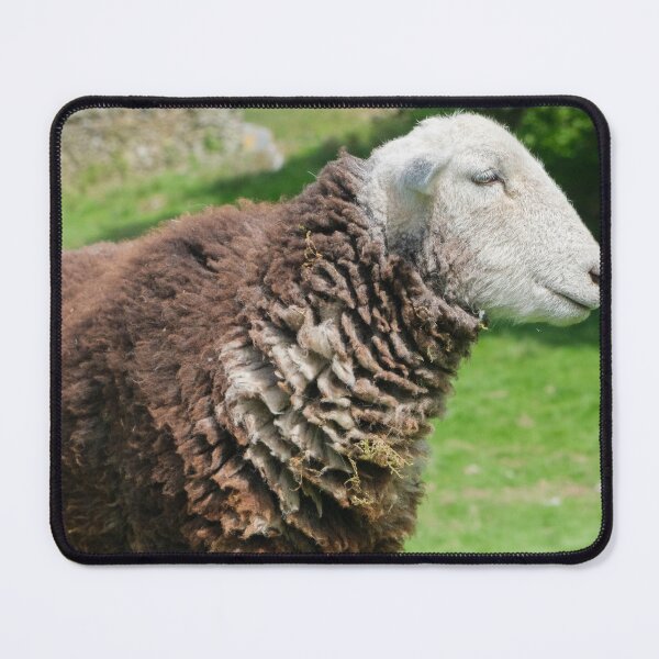 Item preview, Herdwick Sheep on a grassy fell in Cumbria England designed and sold by GeoffBeattie.