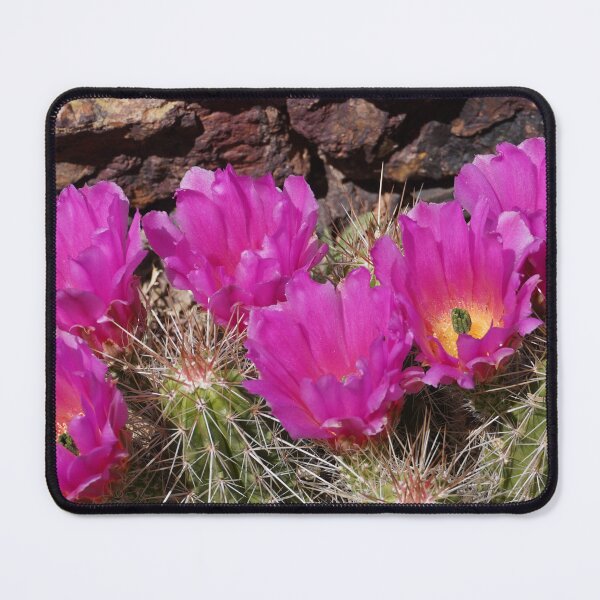 Item preview, Scarlet Hedgehog Cactus - Arizona designed and sold by Bloom-N-Blossom.