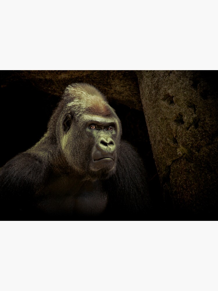Silverback by Durberville