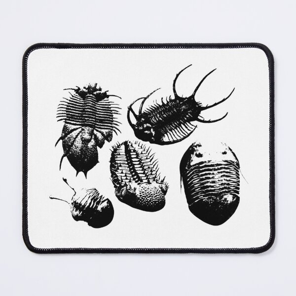 Item preview, Fossil trilobites designed and sold by PaleoInvert.