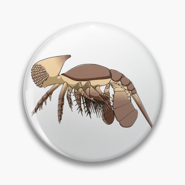 Item preview, Cambropachycope designed and sold by PaleoInvert.