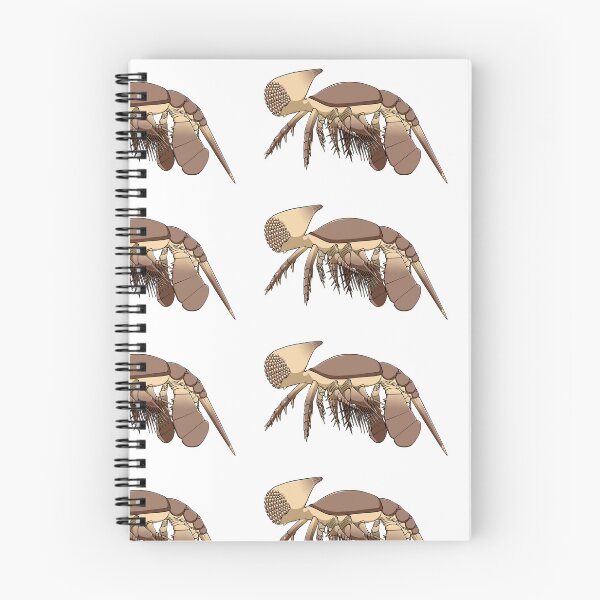 Item preview, Cambropachycope designed and sold by PaleoInvert.