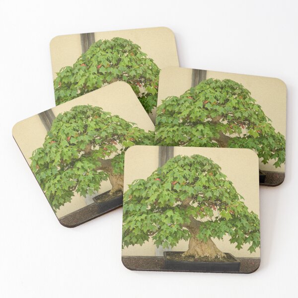 Item preview, The Living Art of Bonsai - an Old Maple Tree in Miniature designed and sold by Georgia Mizuleva.