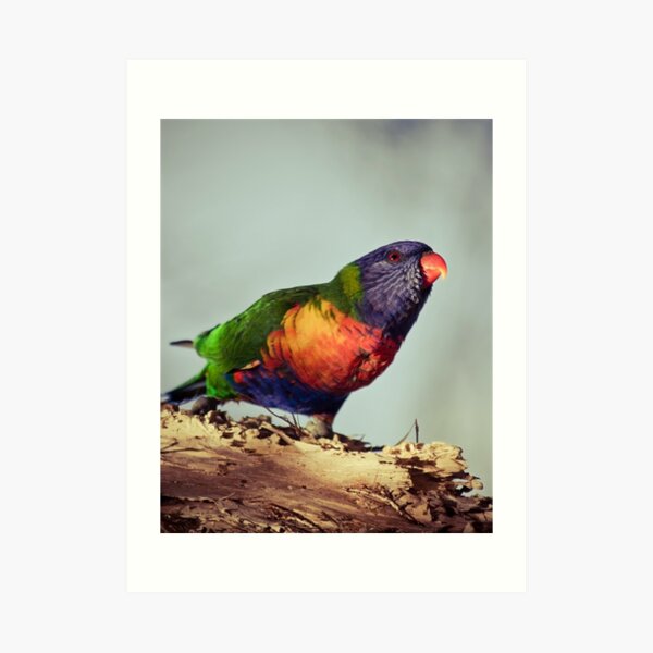 Rainbows #2 Art Print