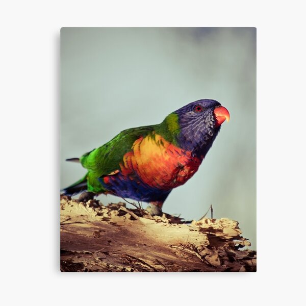 Rainbows #2 Canvas Print