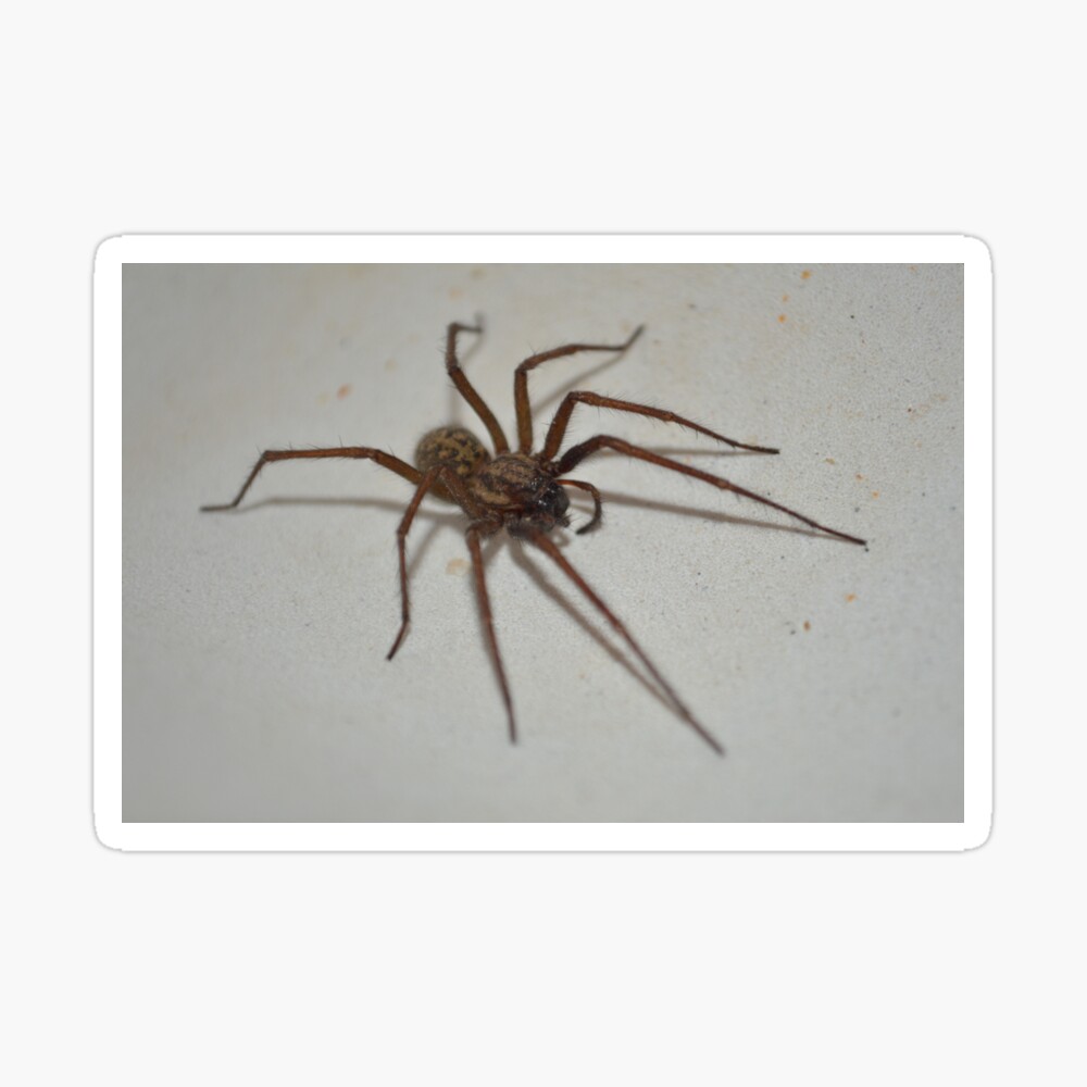 Cute Spider Poster By Loganferret Redbubble