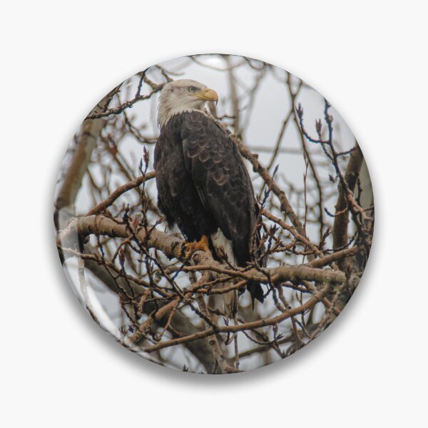 Item preview, Bald Eagle, Lyle WA designed and sold by ShleeSnaps.