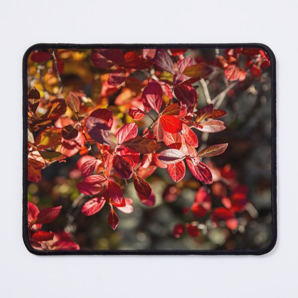 Item preview, Highbush Blueberry designed and sold by Daniel's Destinations.