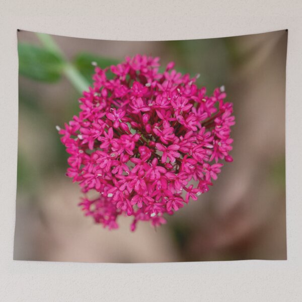 Item preview, Alluring designed and sold by Jacquiamber.
