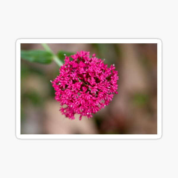 Item preview, Alluring designed and sold by Jacquiamber.