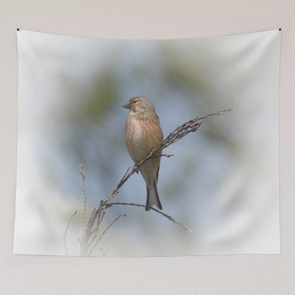 Item preview, Common linnet designed and sold by Guardi71.