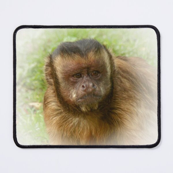 Item preview, Tufted capuchin designed and sold by Guardi71.