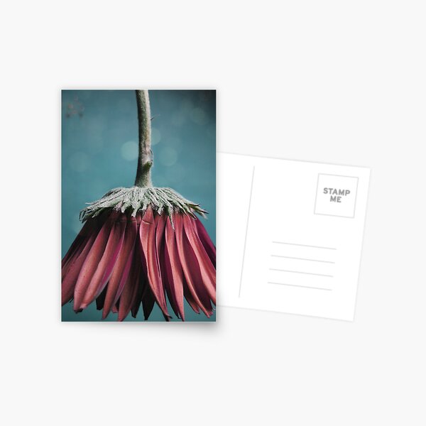 Ragged Blossom's new skirt Postcard