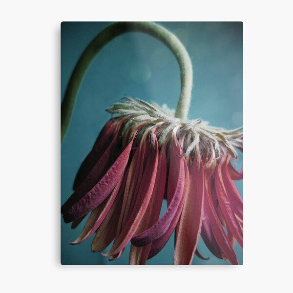 Ragged Blossom's old skirt Metal Print