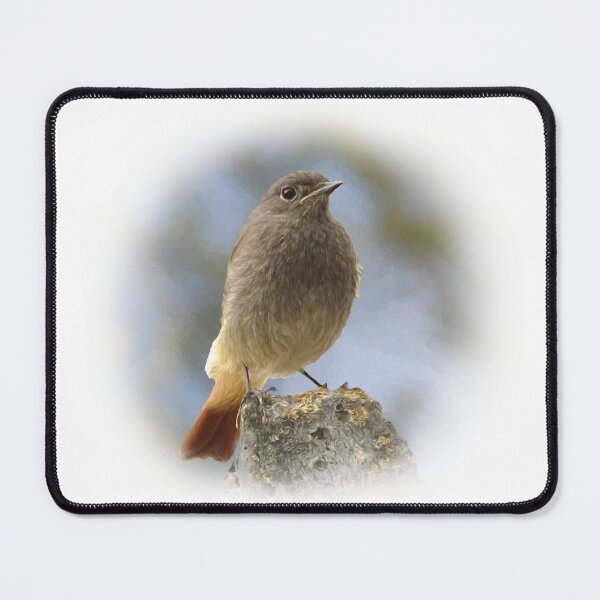 Item preview, Black redstart designed and sold by Guardi71.