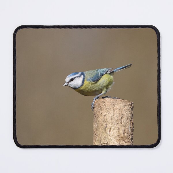 Artikelvorschau, Blaumeise auf einem Pfosten entworfen und verkauft von GreyFeatherPhot.