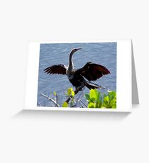Drying his wings Greeting Card