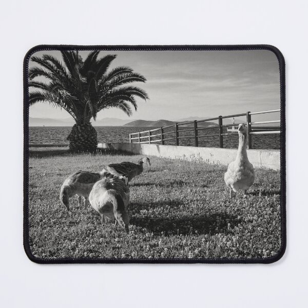 Item preview, Geese and the Cat in the Shadows bw designed and sold by Jouko Lehto Photography.