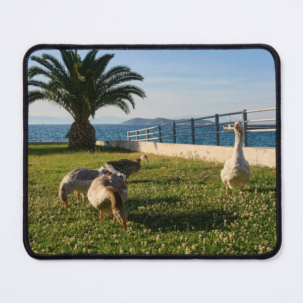 Item preview, Geese and the Cat in the Shadows designed and sold by Jouko Lehto Photography.