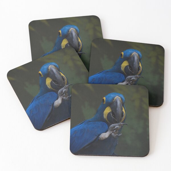 Item preview, Hyacinth macaw, a parrot from South America  designed and sold by Palikova-M.