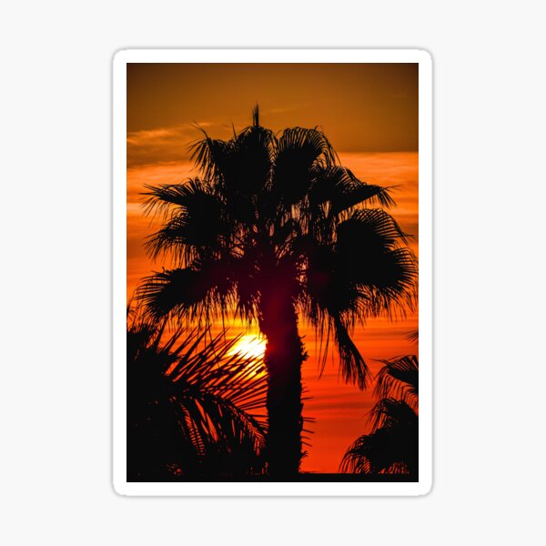 Palm Tree Sunset Lanzarote Canary Islands  Sticker