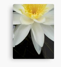 Nymphaea odorata Metal Print