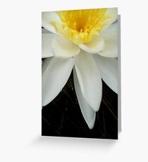 Nymphaea odorata Greeting Card