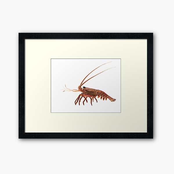 Western Rock Lobster Framed Art Print