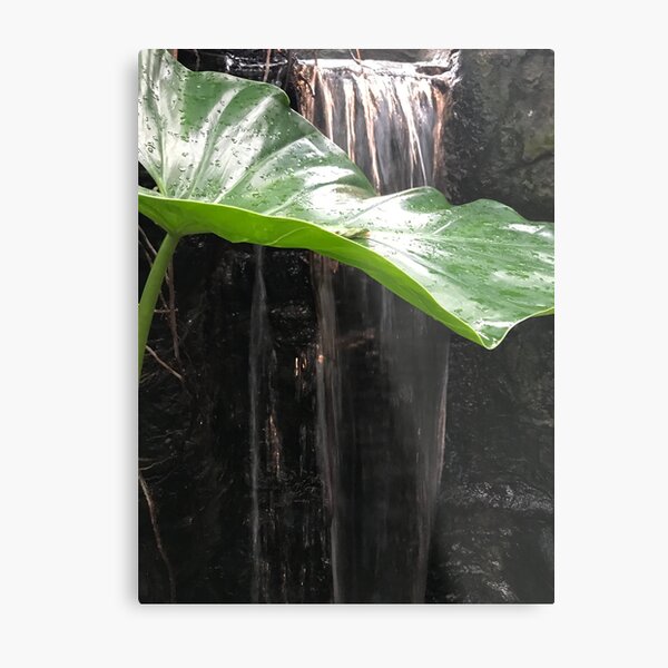 Rain Forest Waterfall Metal Print